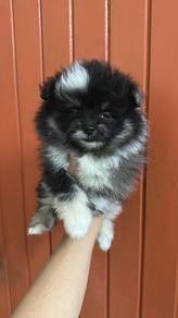 Pure Breed Black Merle Pomeranian (F) 黑陨石博美 女生