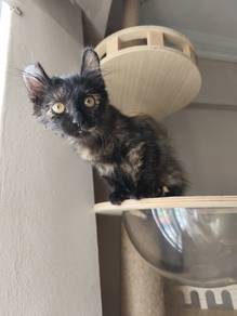 [Baby Tortie] American Curl Mix | Female