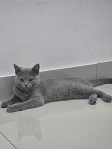 grey (male) Bsh & female (tebby)