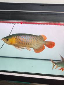 Red Kapuas Arowana