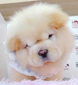 Chow Chow