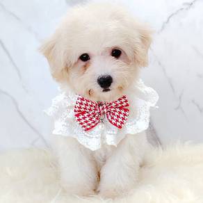 Maltipoo