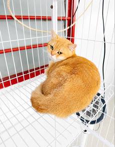 BSH golden