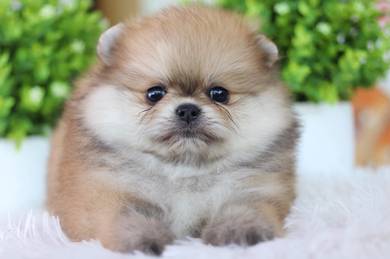 Pom