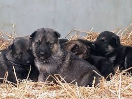 DDR bloodline German shapherd puppies for sale