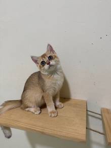 bsh golden