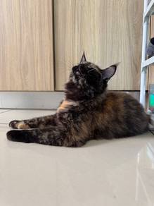 Maine Coon