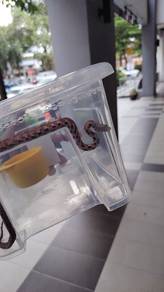 cornsnake classic morph