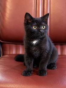 3 months Black BSH mixed BLH male kitten