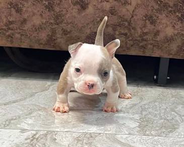 AMERICAN BULLY PUPPIES D124 🐻 Exotic - Pocket
