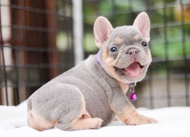 FRENCH BULLDOG PUPPIES 🌻VIP165 Boy -Girl