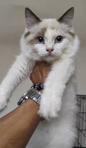 Ragdoll male kitten