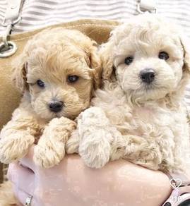 Gs_V9222 Tiny Poodle puppies dogs