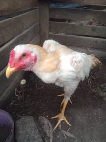 Ayam siam