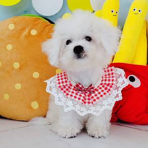 Bichon Frise