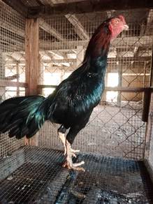 AYAM ANK MUDA BATAlNG KAKI