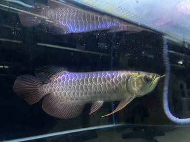Malaysia golden blue base