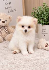 Tiny pomeranian male