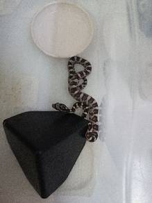 Corn Snake 