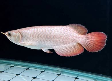 SuperRed Arowana 