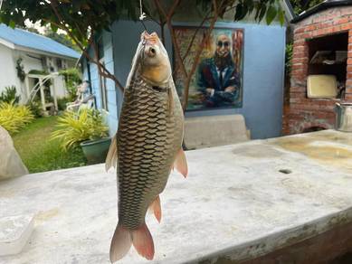 Ikan Jelawat