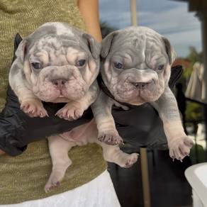 FRENCH BULLDOG PUPPIES F155 Cute Puppy