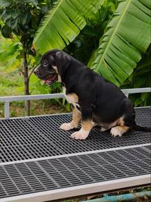 American bully