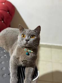 British Short Hair Blue Male