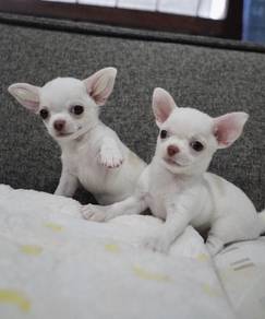CHIHUAHUA PUPPIES 189🌷Head Apple Cute Dog