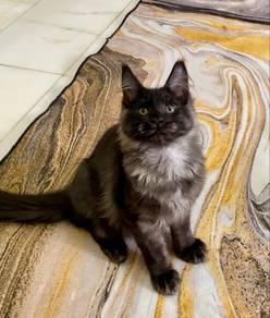 MaineCoon