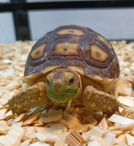 Sulcata Tortoise