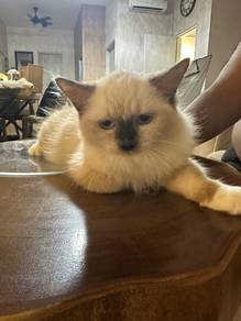 Ragdoll male