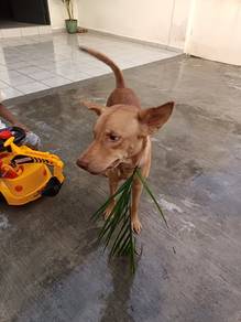 labrador mix