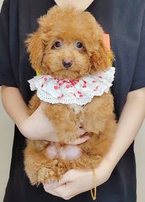 Poodle