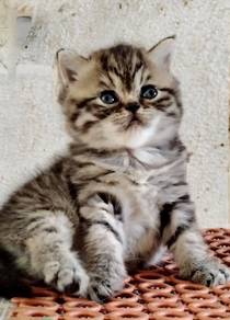 British Shorthair Kitten