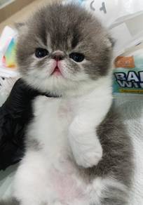 kitten utk di book👑