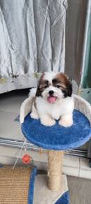 shihtzu ~5
