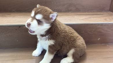 husky