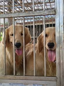 golden retriever 