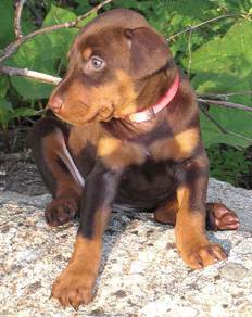 D3000 Doberman puppy with MKA registered