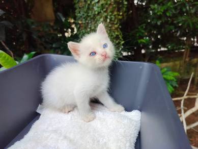 TOPs C-GRADE Takahara Bengal Ragdoll cat
