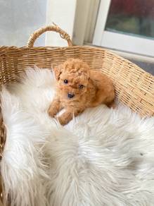 Poodle MKA pedigree 
