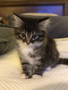 Mainecoon Persian Kitten