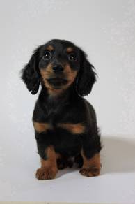 YYP_GE990 Longhaired Mini Dachshund dear pet