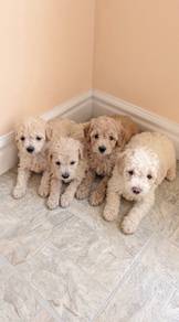 2months Toy Poodle