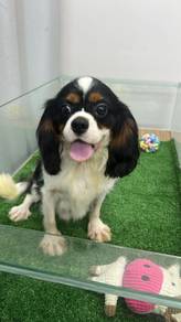 查理斯王小猎犬男
Cavalier King Charles
Male
Tricolour

