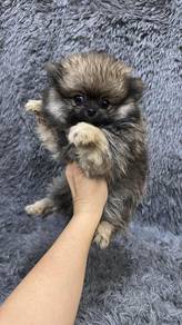 Pure Breed Brown Sable Pomeranian (F) 纯种棕褐色博美 女生