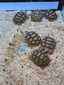 Sulcata for sale
