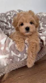 B5894 Rumbly Maltipoo stealing hearts everywhere p