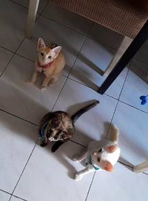kittens for adoption